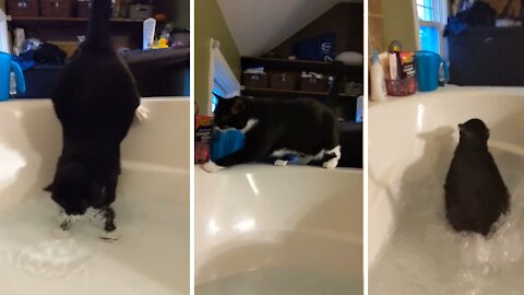 Inquisitive Cat Tumbles In Bathtub While Her Owner Takes a Bath