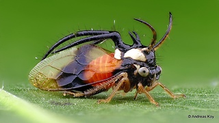 Bizarre Tree-Hopper Insect Feeds Upon Sap From Leaf