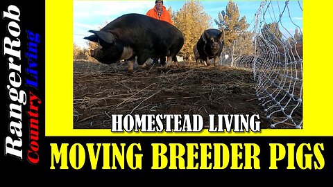 Moving our Large Idaho Pasture Breeder pigs to a new location