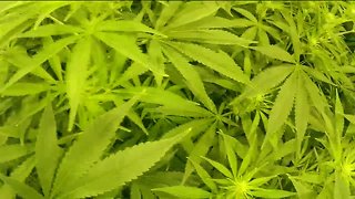 $4 million loan for Ohio Medical Marijuana program approved