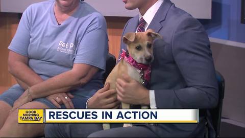 Pet of the week: Sassy is a perfect 2-month-old Hound mix puppy for an active family