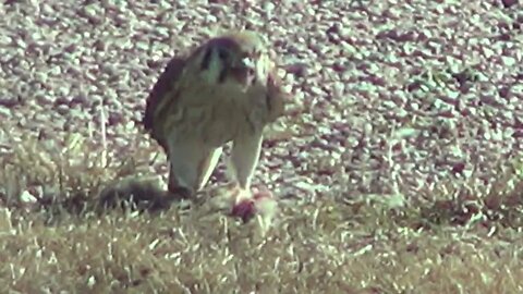 A Young Baby Red-Tailed Hawk or American Kestrel Finds A Free Meal