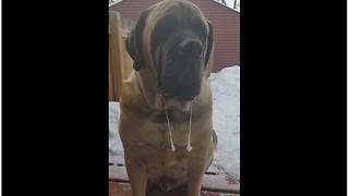 English Mastiff displays frozen drool icicles