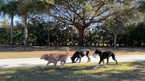 Happy doggies enjoy newspaper delivery fun