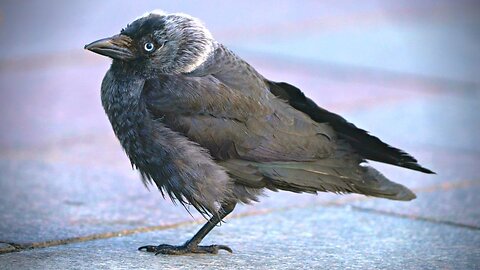 Lone and Confused Jackdaw Fledgling on the Streets