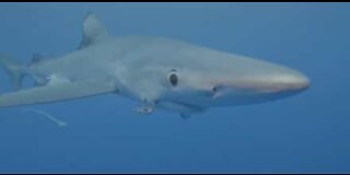 Tortured blue shark in the Azores