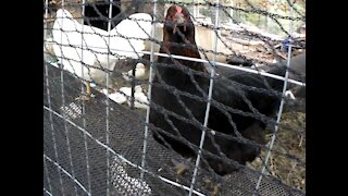 Black Star Chicken Standing on the Fence a Short Video