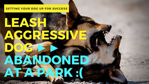 LEASH AGGRESSIVE DOG ►► ABANDONED AT A PARK :(