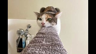Cat relaxing on shower door framing