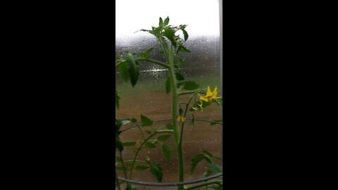 Checking on the Greenhouse