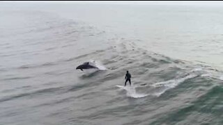 Surfer deler bølge med delfiner