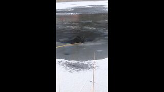 Dog is rescued by local first responders