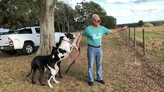 Great Dane and Puppy See Their First Cows