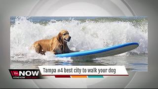 Tampa #4 best city to walk your dog