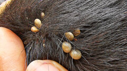 How To Removing Ticks From Dog In Village | Dog Ticks Removing