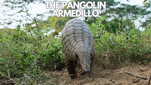 Understanding Pangolins, from Scales to Survival: 5 Key Facts About The Pangolins Lifestyle