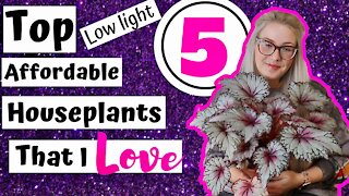 My Top 5 Low Light Affordable House Plants