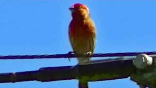 IECV NV #338 - 👀 Male House Finch Up On The Wire 🐦5-23-2017