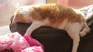 Goofy Cat Naps In An Awkwardly Comfortable Position
