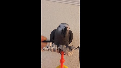 Guilty parrot fully aware she did something bad