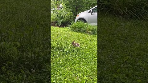Morning cuteness in my front yard #vlog #animals #cute #nature