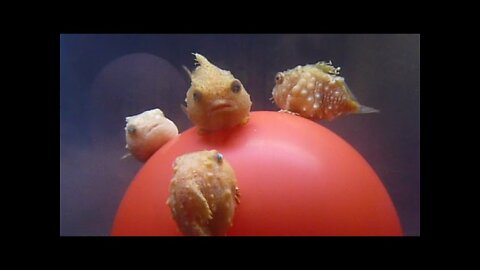 WATCH this cute LUMPFISH facts - (CUTE)