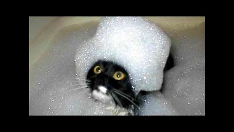 Funny cat compilations