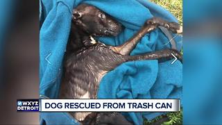 Dog rescued from trash can