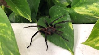 Gigantic tarantula in bathroom falls on woman’s head