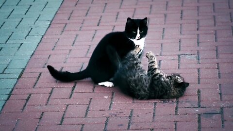 Energetic Cats Mischievous Behavior With Each Other While Owner's Not Looking