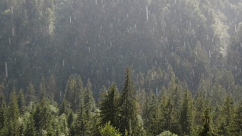 Relaxing Forest Rain: Natural Sounds for Sleeping and Meditation