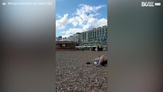 Des mouettes attaquent une femme sur la plage