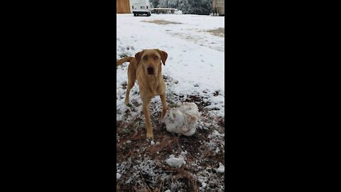 Dog's First Time Seeing Snow