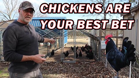 Why chickens are your best bet on your homestead