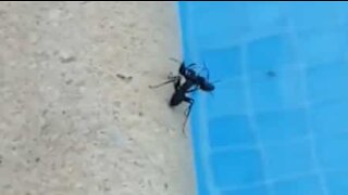 Dead ant given watery send-off