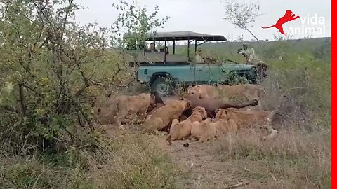 BÚFALO FAZ ALGO INACREDITÁVEL - VIDA ANIMAL