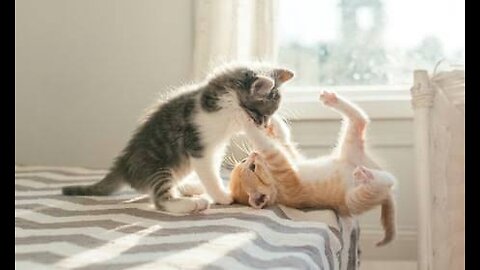 TWO PLAYFUL CUTE CATS