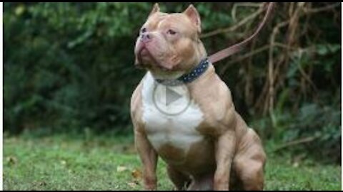 American Bully _ Killer Attitude _ Top Dangerous Dog in the World __ #dog | cutest overloaded |