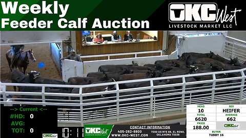 4/12/2023 - OKC West Feeder Calf Auction