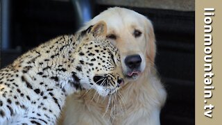 Animal Friends | The leopard and the golden retriever who are the best of friends.