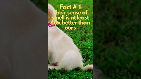 3 Interesting Facts About Dogs You Don't Know #shorts