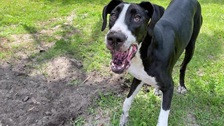 Sassy Great Dane Pup Talks Back After Getting Busted For Digging