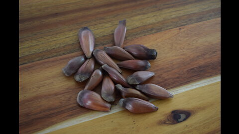 Brazilian Pine Nuts ("Pinhão") VS Portuguese Chestnuts [Taste Test]
