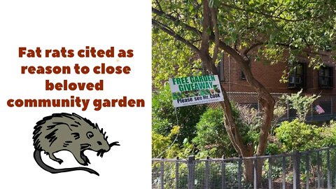 NYC DESTROYING gardens to "solve rat problem" - ARE YOU FNG KIDDING ME?!?!