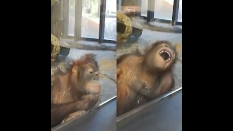 An "Orangutan" was laughing so hard when he was playing magic