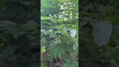 Elderberry bush starting to bloom …. Yea