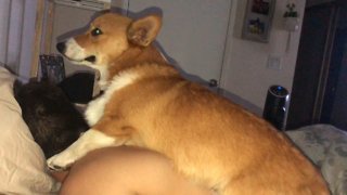 Goofy corgi decides to sleep on owner's back