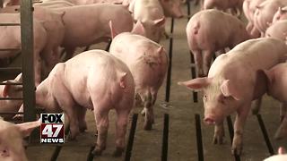 Swine flu confirmed in pigs