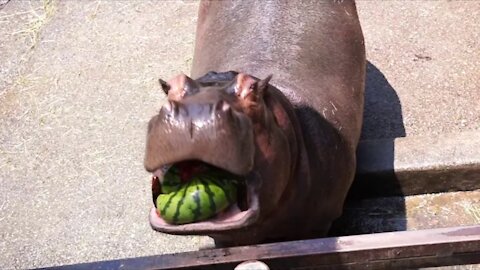 How HIPPOS chew Watermelon