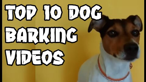 TOP 10 dog barking videos compilation 2017 ♥ Dog barking sound - Funny dogs